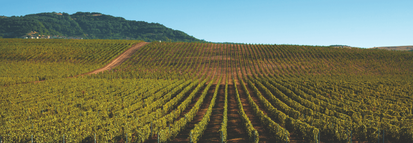 Qafqazın Dadı: Niyə Azərbaycanda Şərab Turu Seçməlisiniz?