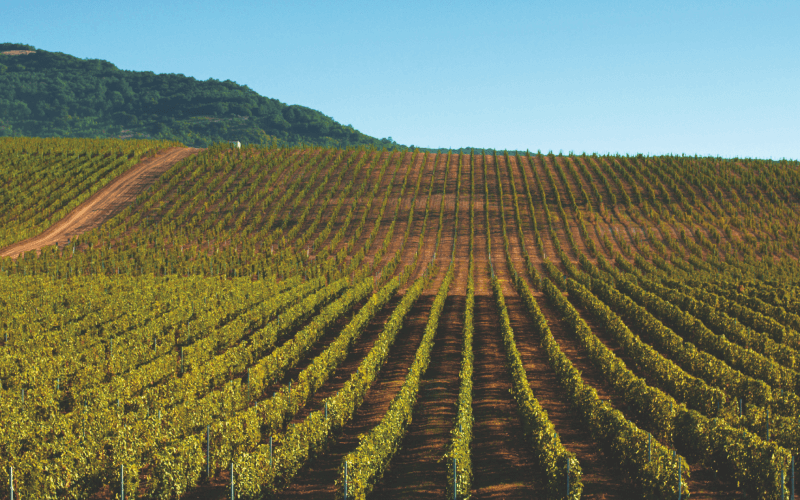 Qafqazın Dadı: Niyə Azərbaycanda Şərab Turu Seçməlisiniz?