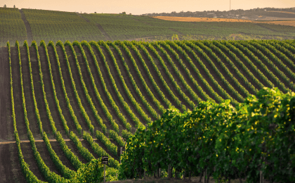 «DAĞLAR, ŞƏRAB VƏ ŞƏRQ»