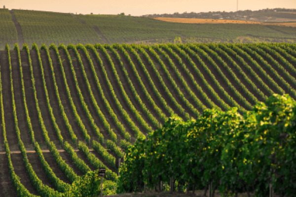 «DAĞLAR, ŞƏRAB VƏ ŞƏRQ»